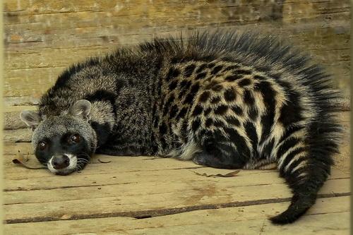 قط الزباد (Civet) - جبال كلمنجارو