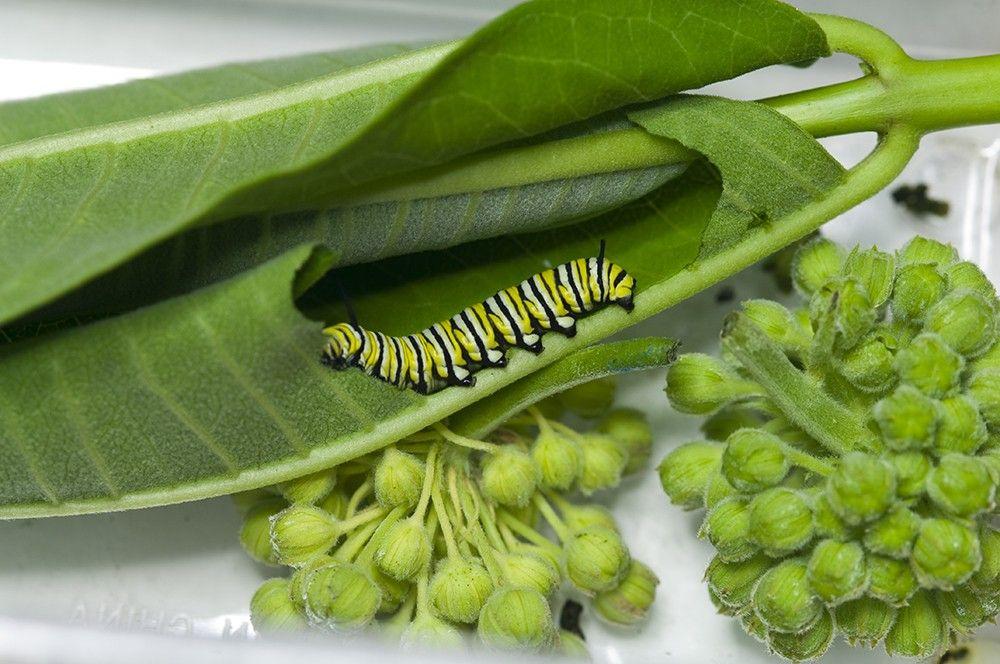 monarch_caterpillar
