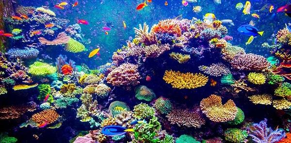 تنوع الشعاب المرجانية