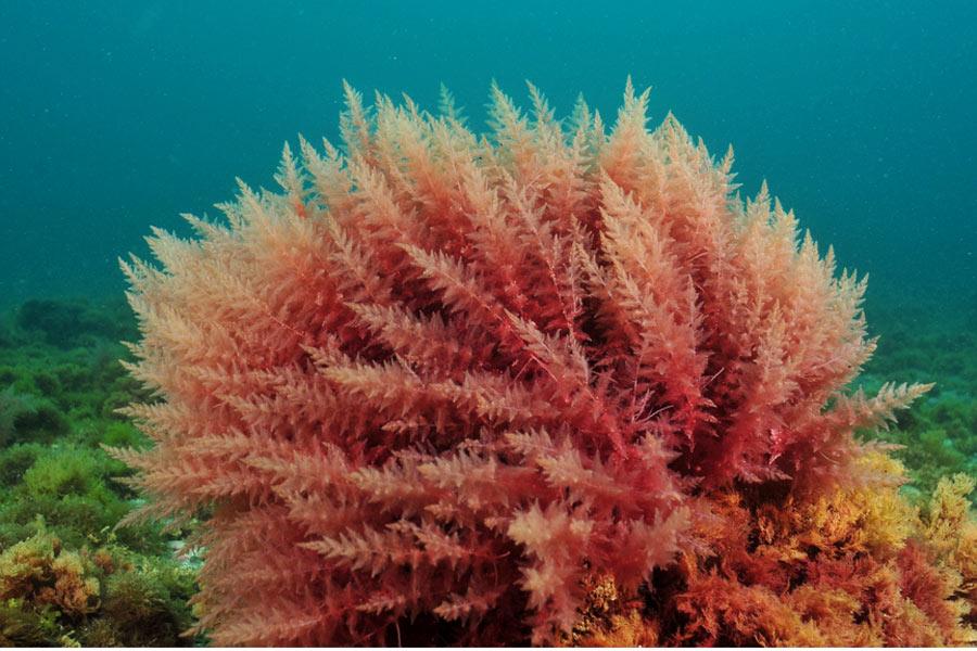 أنواع النبات البحري - الطحالب الحمراء رودوفيتا