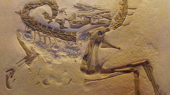 أحفورة ديناصور كاملة تقريبًا يعود تاريخها إلى 125 مليون سنة!
