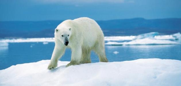 لماذا لا يتجمد دم الدب القطبي رغم البرودة الشديدة؟