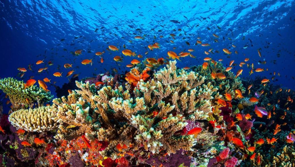 ما هي أهمية الشعاب المرجانية للحياة البحرية؟