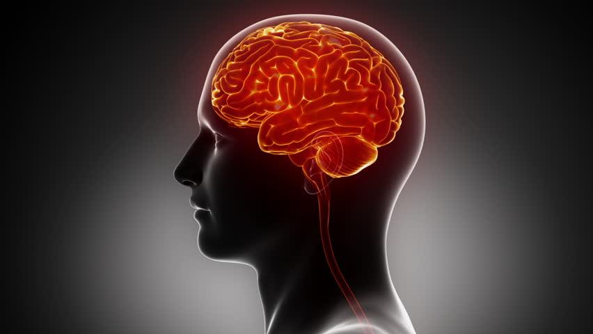 العقل البشري - المخ البشري 