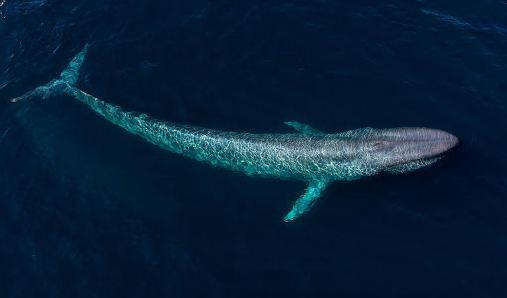 لماذا الحوت الازرق مهدد بالانقراض