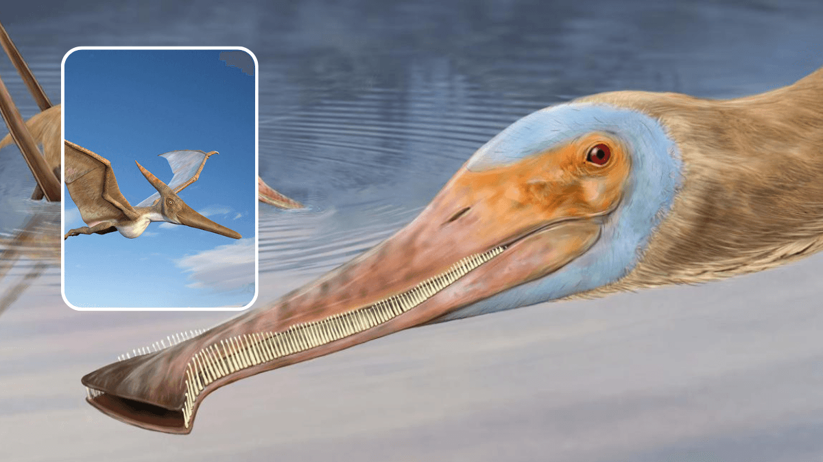 اكتشاف حفرية تيروصور جديدة بمنقار به مئات الأسنان ويشبه البط