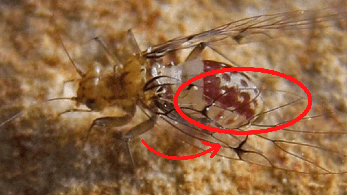 إناث الحشرات تتغلب على الجوع من خلال أكل الذكور وتطوير قضيب للتكاثر