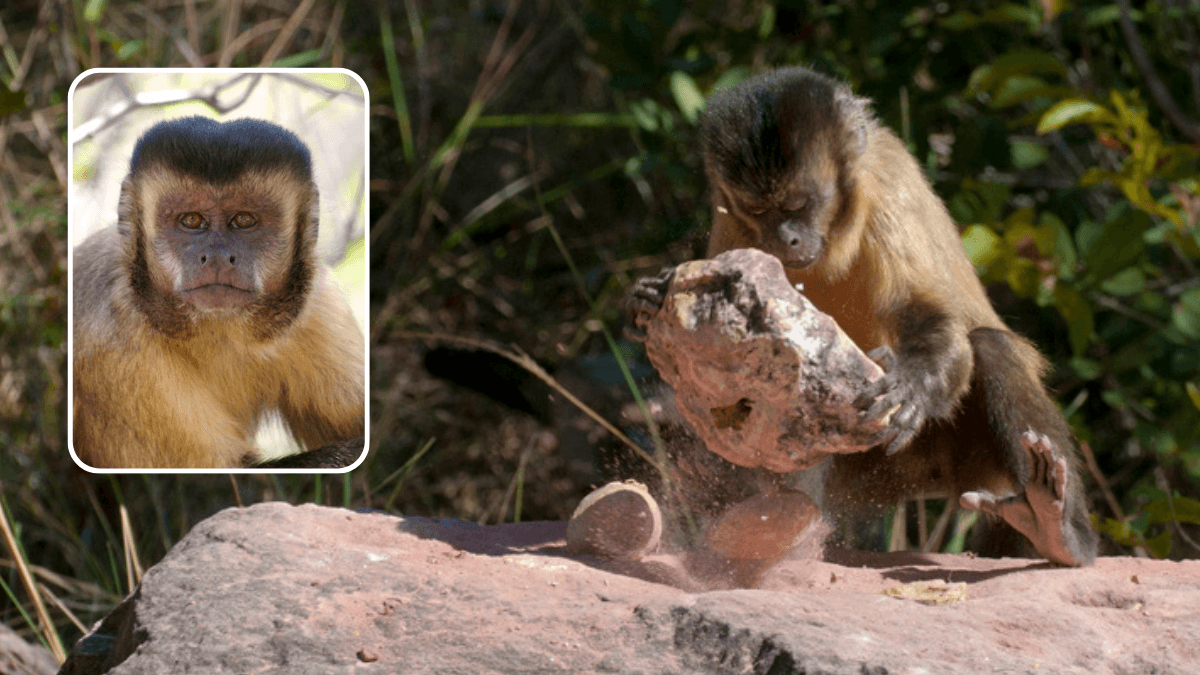 الباحثون يكتشفون مواقع أثرية في البرازيل من صنع القرود وليس البشر!