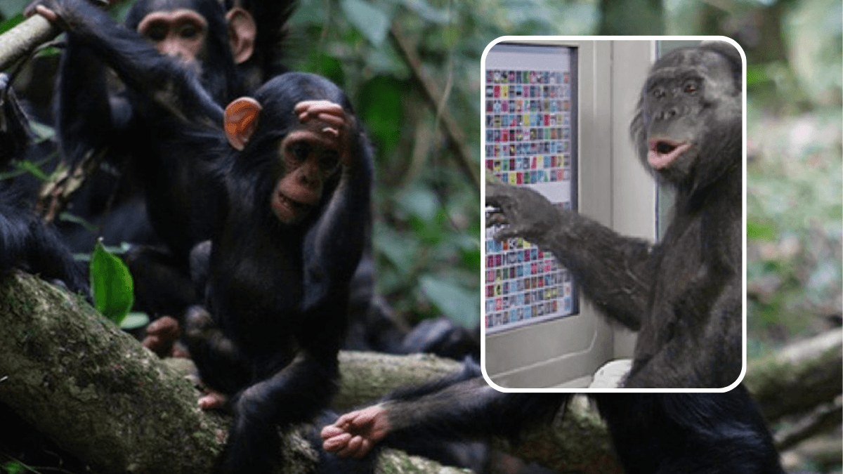 دراسة تكشف أن الإيماءات التي تستخدمها القردة يفهمها البشر