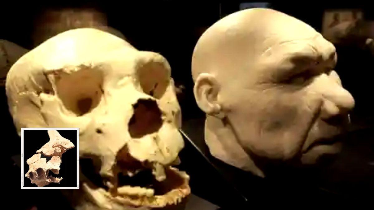 أحفورة بشرية عمرها حوالي 1.4 مليون سنة تكشف ملامح وجه أقدم إنسان