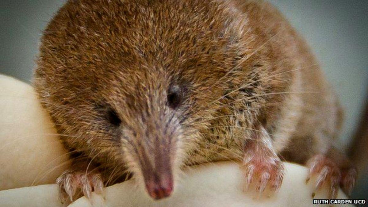 اكتشاف حيوان ثديي جديد للمرة الأولى منذ قرن في بريطانيا