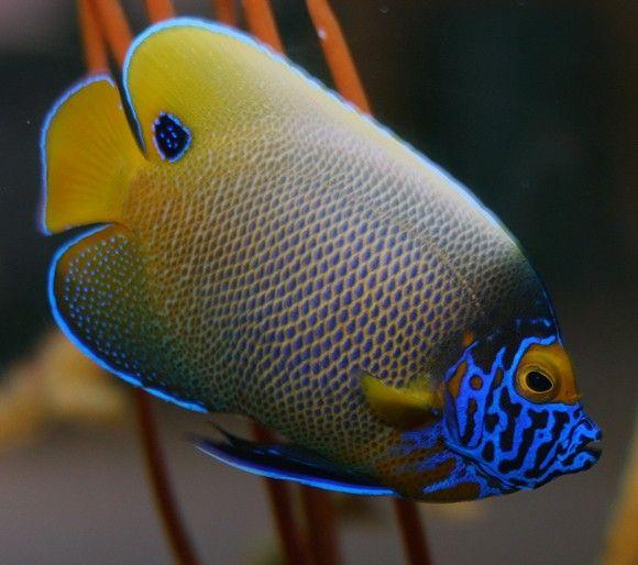 أنجل الوجه الأزرق (Blue Face Angel fish)