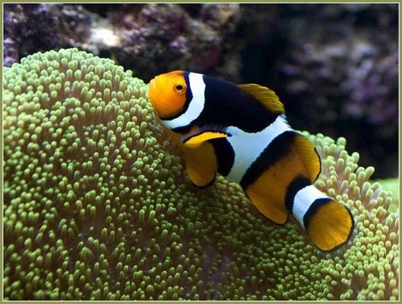 (True Percula Clownfish)