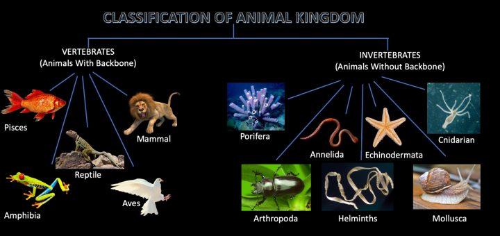 علم الحيوان