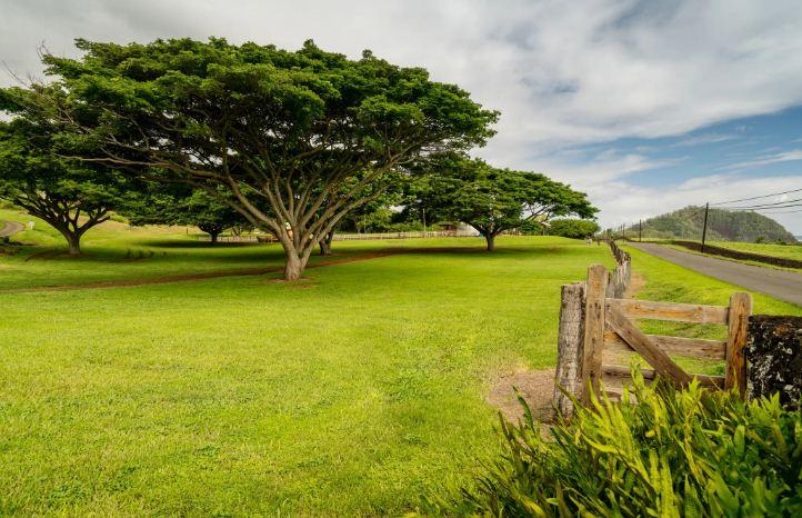 سنط هاواي أو أكاسيا كوا (Acacia Koa)
