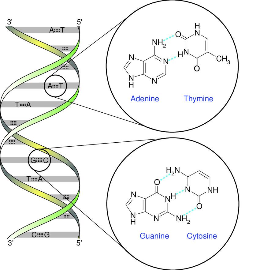 الروابط الهيدروجينية في الحمض النووي DNA