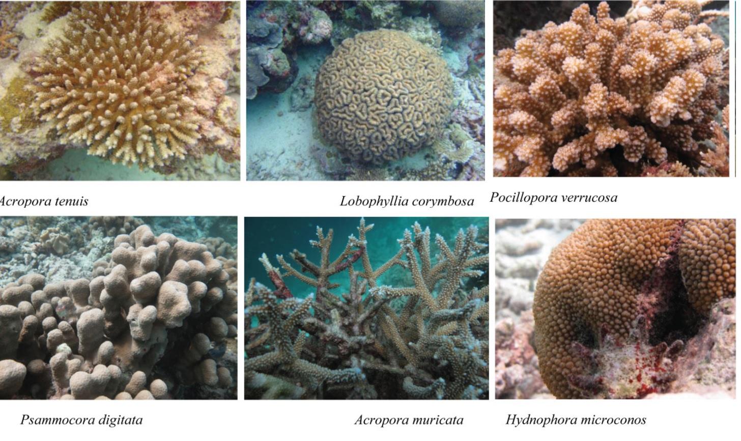 بعض الأنواع المختلفة للمرجان