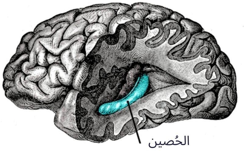صورة توضح موضع الحُصين في الدماغ