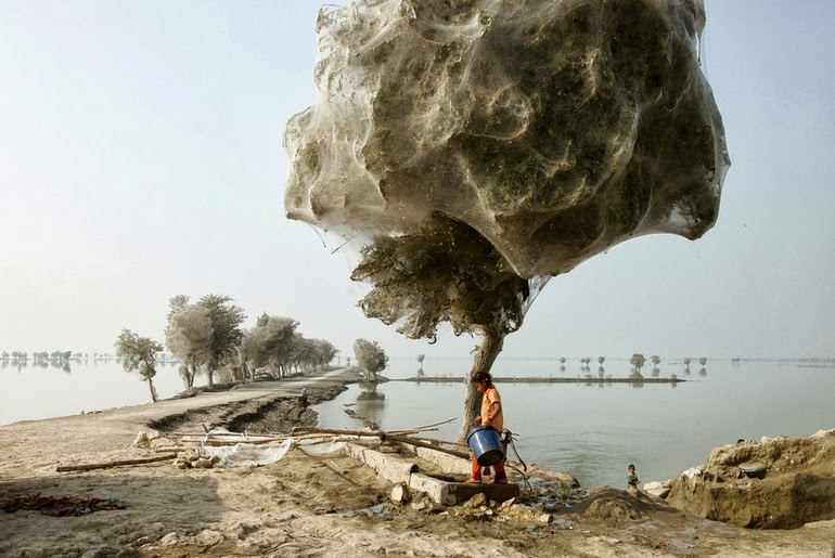 Spiderweb cocooned trees in Pakistan 7 أشياء رائعة في الطبيعة لا تتخيل وجودها !