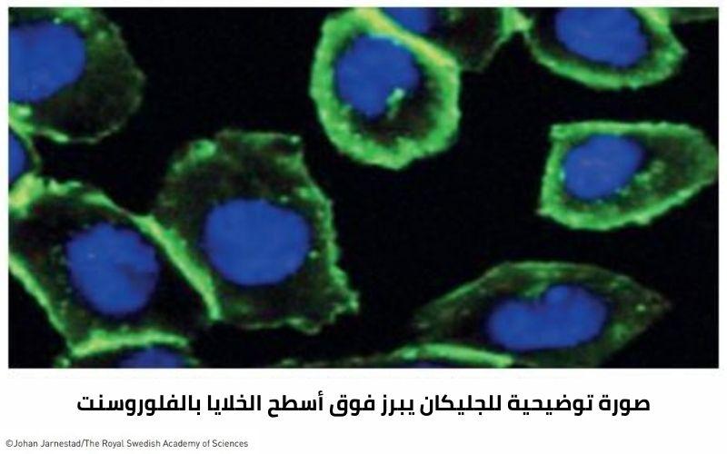 صورة توضيحية للجليكان يبرز فوق أسطح الخلايا بالفلوروسنت