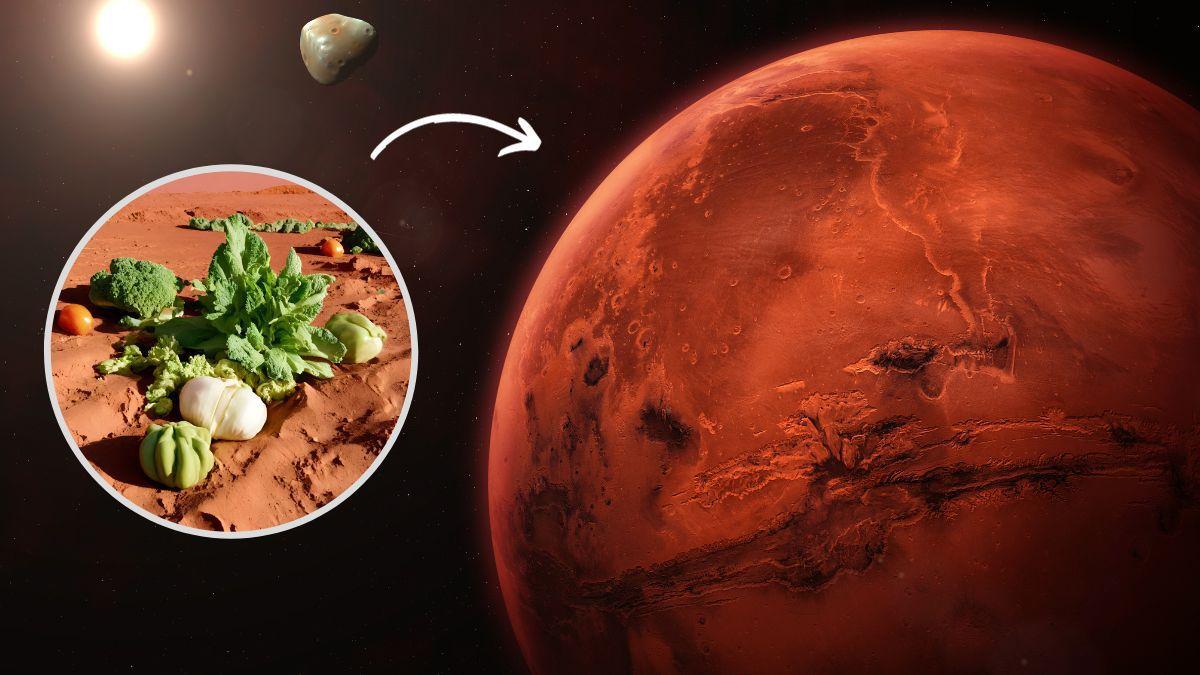 هل يمكن زراعة الخضروات على المريخ؟ .. تجربة جديدة باستخدام يرقات الذباب تثبت إمكانية حدوث ذلك