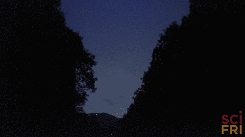 firefly_giphy