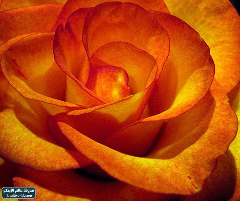 الورد Rose
