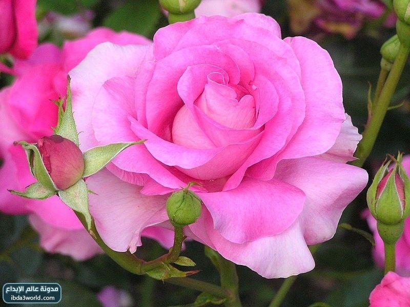 الورد Rose