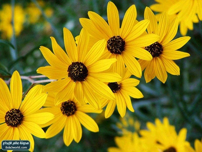 زهرة سوزان ذات العيون السوداء Black Eyed Susan