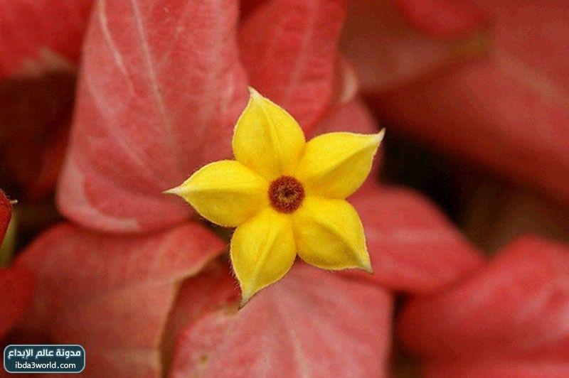 إرثروفيلا مسندا Mussaenda erythrophylla
