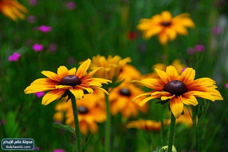 زهرة سوزان ذات العيون السوداء Black Eyed Susan