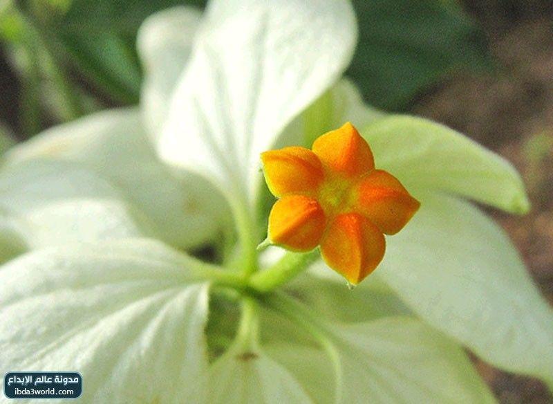 إرثروفيلا مسندا Mussaenda erythrophylla