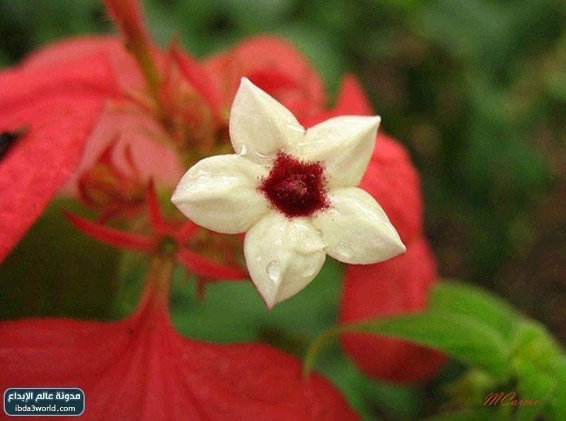 إرثروفيلا مسندا Mussaenda erythrophylla