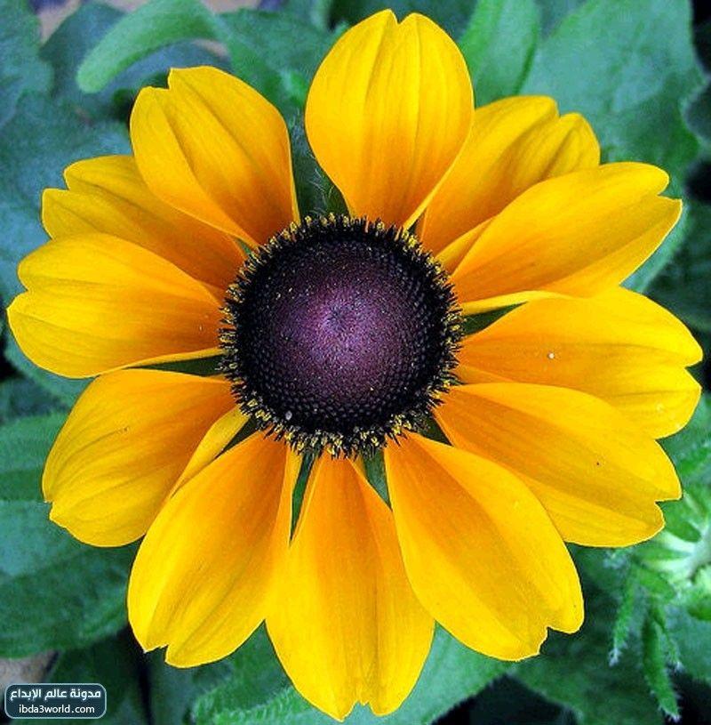 زهرة سوزان ذات العيون السوداء Black Eyed Susan
