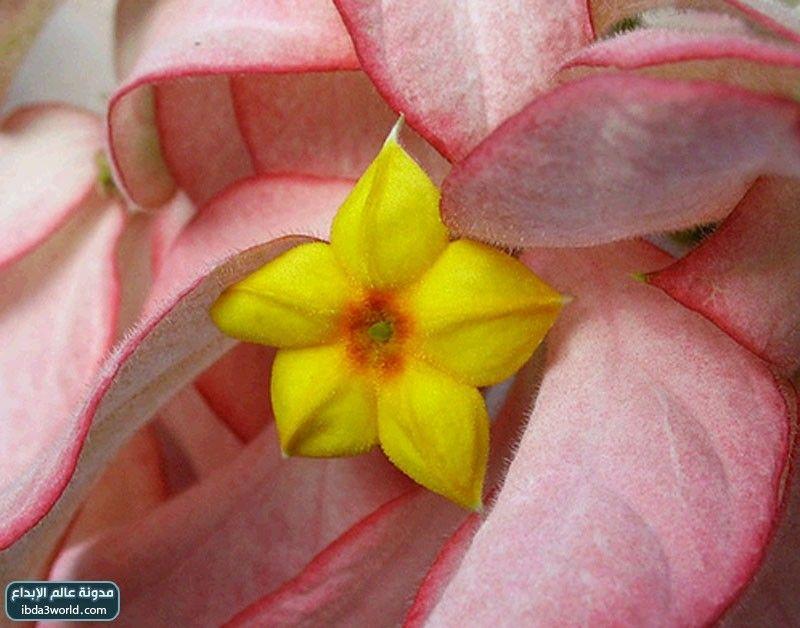 إرثروفيلا مسندا Mussaenda erythrophylla