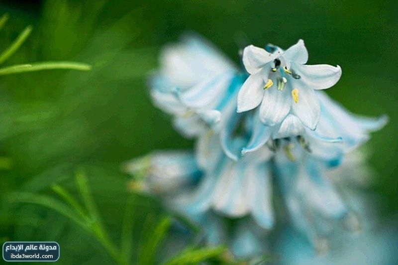 زهرة الأجراس الزرقاء Blue Bells
