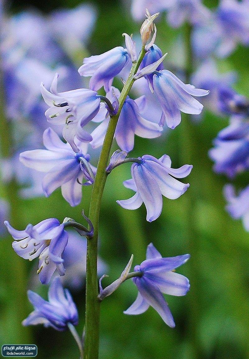 زهرة الأجراس الزرقاء Blue Bells