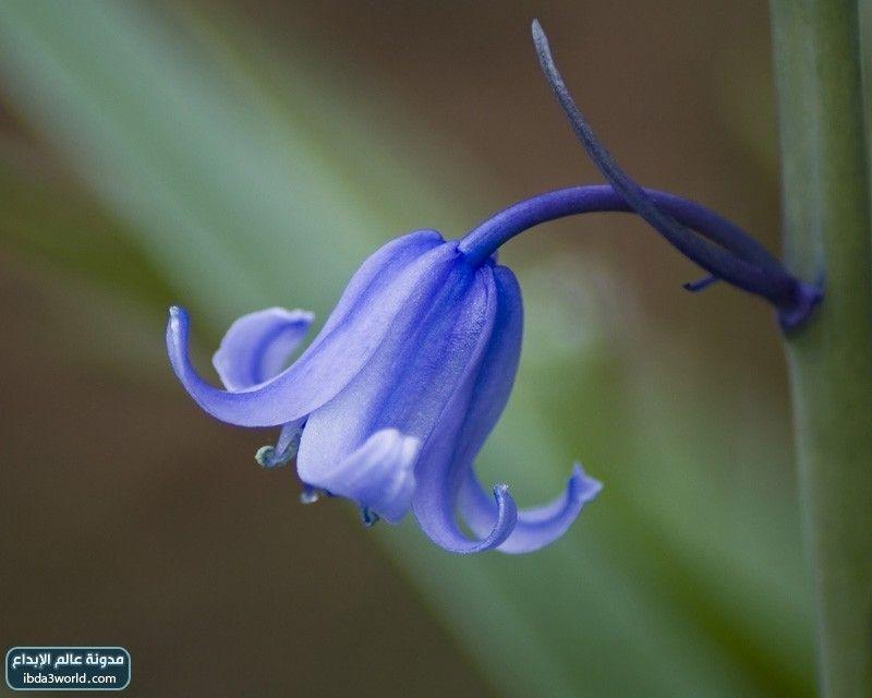 زهرة الأجراس الزرقاء Blue Bells