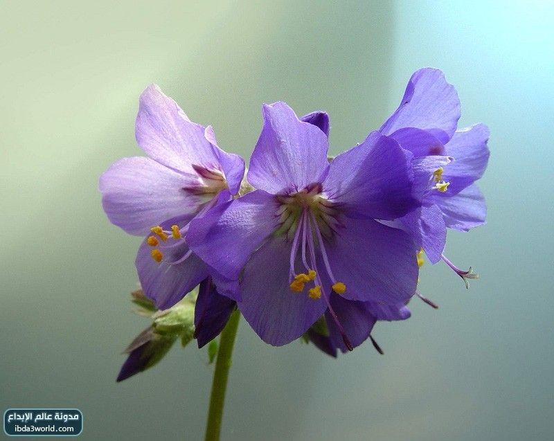 زهرة الأجراس الزرقاء Blue Bells