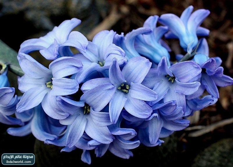 زهرة الأجراس الزرقاء Blue Bells