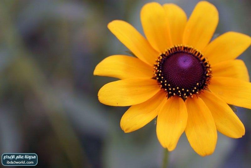 زهرة سوزان ذات العيون السوداء Black Eyed Susan