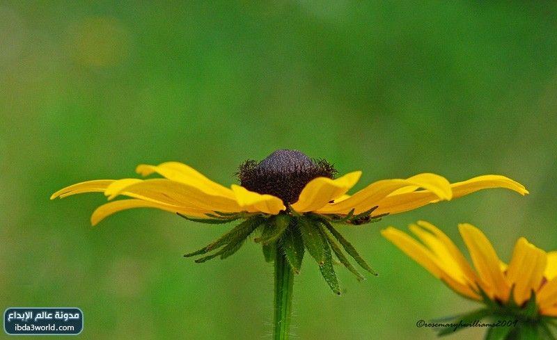 زهرة سوزان ذات العيون السوداء Black Eyed Susan