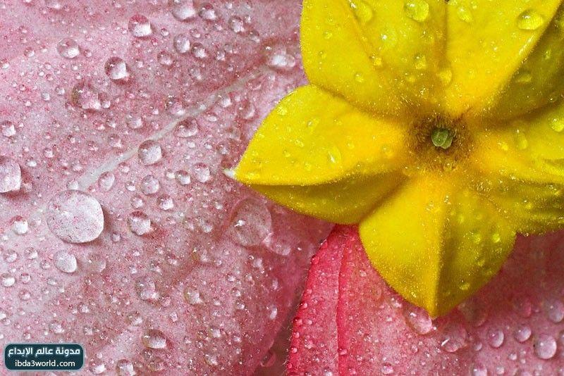 إرثروفيلا مسندا Mussaenda erythrophylla