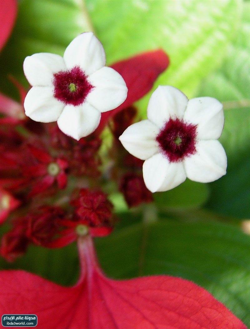 إرثروفيلا مسندا Mussaenda erythrophylla