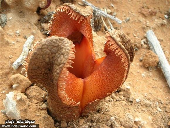نبات هيدنورا أفريكانا Hydnora Africana