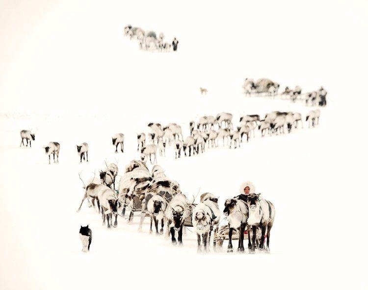 nenet-10