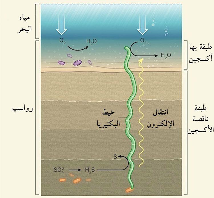 البكتيريا 