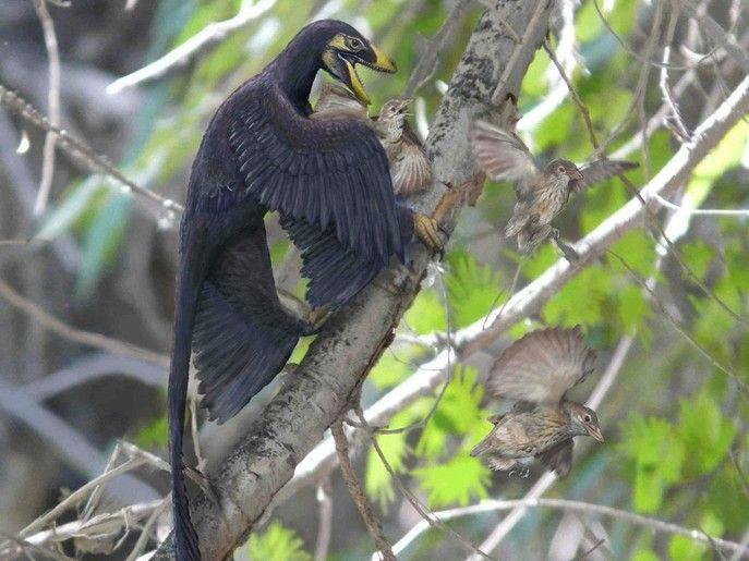 Handout illustration of the feathered dinosaur Microraptor pouncing on a nest of primitive birds in what is now northern China