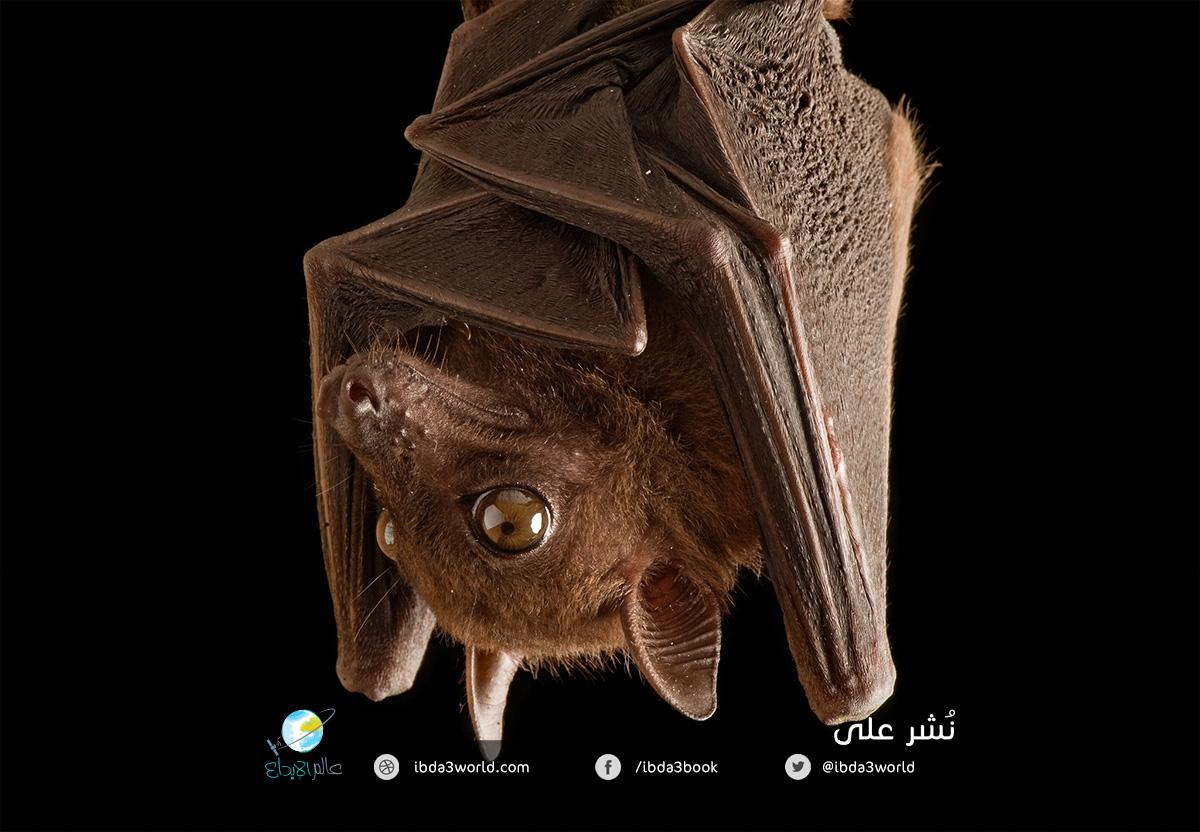 الخفافيش 