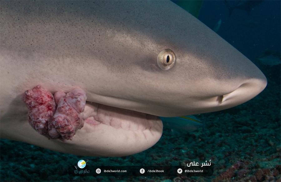 سمك القرش